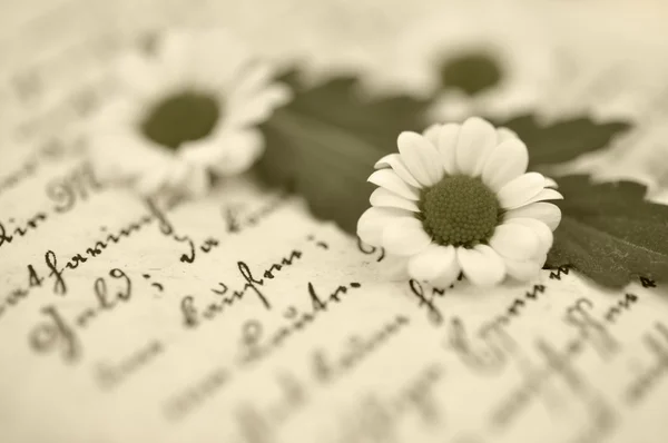 Tiny Daisies on Diary — Stock Photo, Image