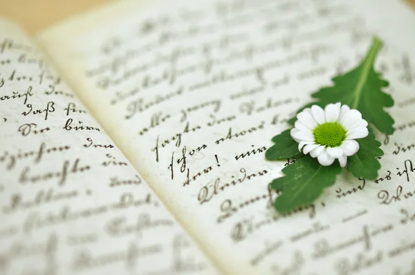 Крихітні Daisy на щоденник — стокове фото