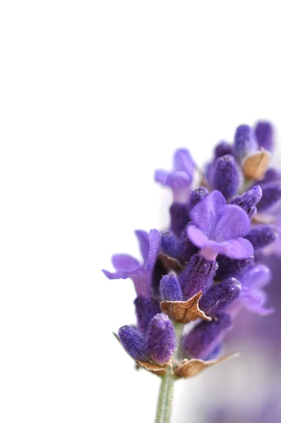 신선한 라벤더 — 스톡 사진