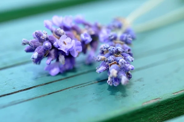 Frischer Lavendel — Stockfoto