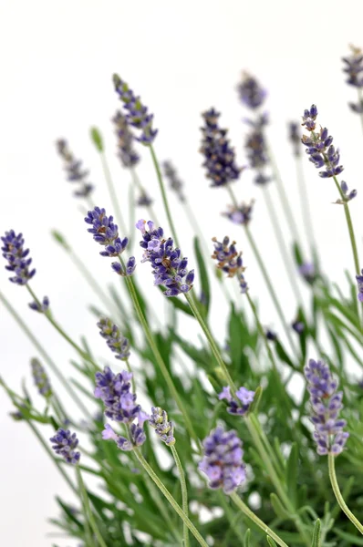Fresh Lavender — Stock Photo, Image
