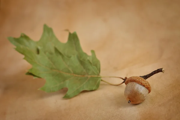 Acorn with leaves — Stock Photo, Image
