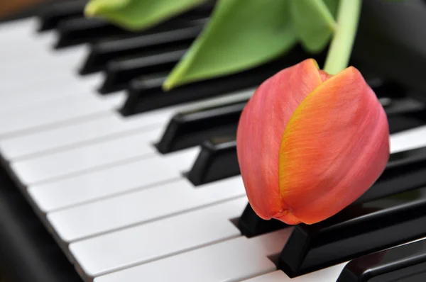 Tulpe auf dem Klavier — Stockfoto