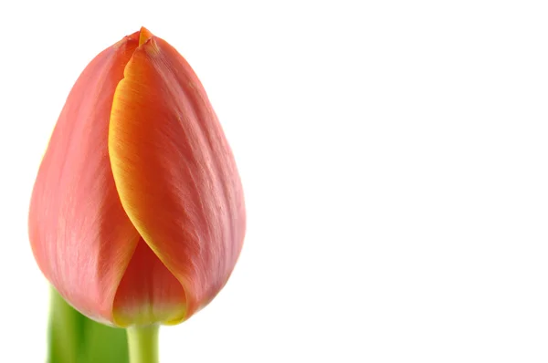 Orange tulip — Stock Fotó