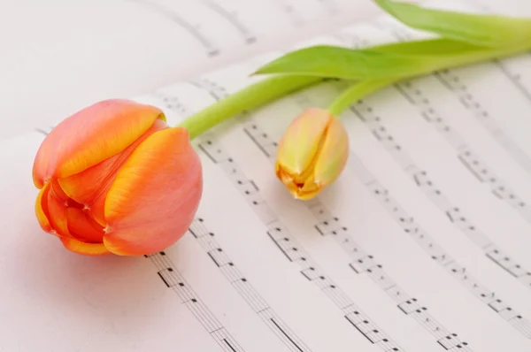 Tulipa na folha de música — Fotografia de Stock