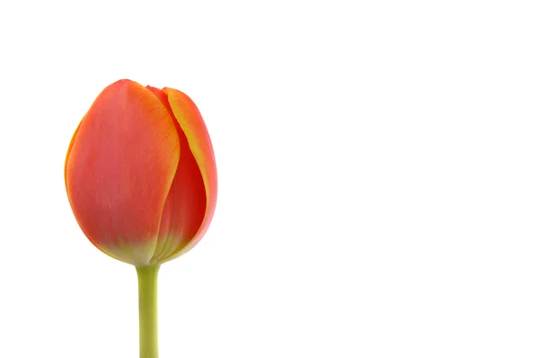 Orange Tulip — Stock Photo, Image