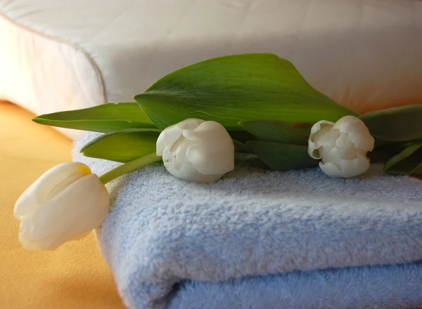 Tulips on Pillow — Stock Photo, Image