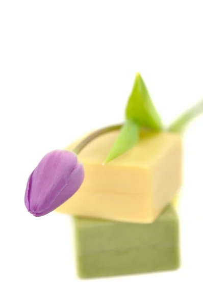 Tulipan na mydło — Zdjęcie stockowe