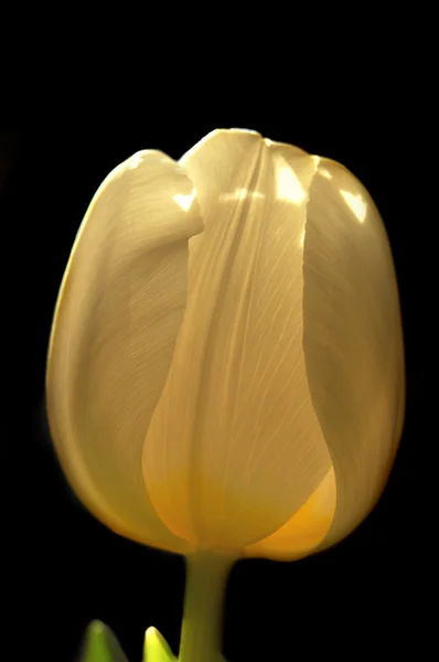 White Tulip — Stock Photo, Image
