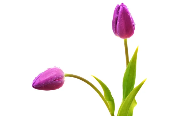 Nasse lila Tulpen — Stockfoto