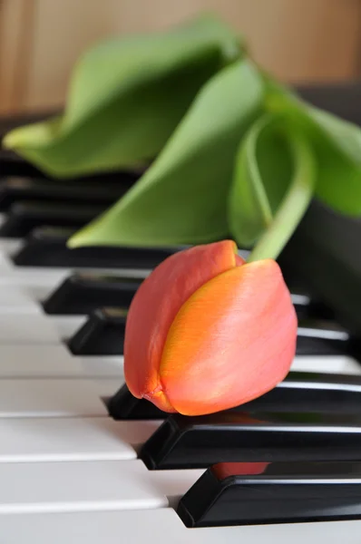 Tulip on Piano Stock Image