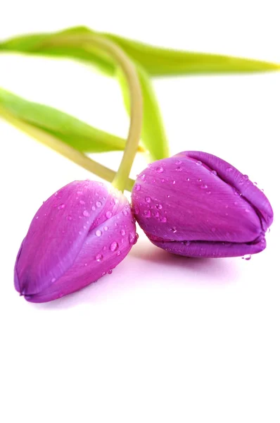 Влажные пурпурные тюльпаны — стоковое фото