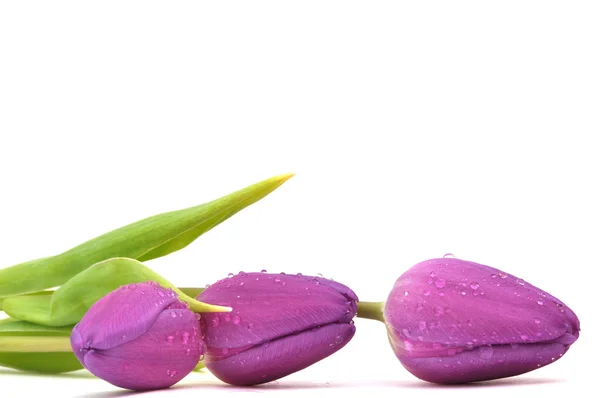 Tulipanes púrpuras húmedos —  Fotos de Stock