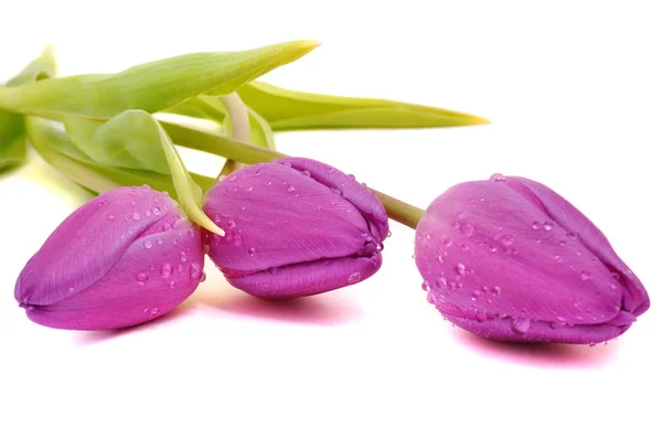 Mokre fioletowe tulipany — Zdjęcie stockowe
