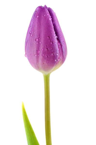 Natte paarse tulp — Stockfoto