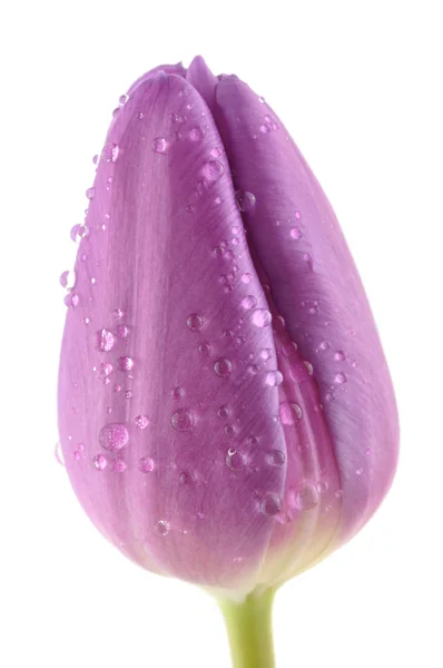 Tulipán púrpura húmedo — Foto de Stock