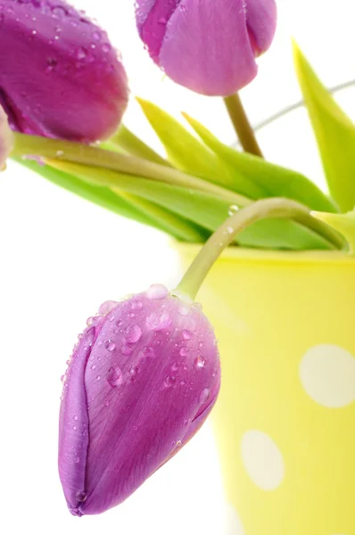 Nedves lila tulipán — Stock Fotó