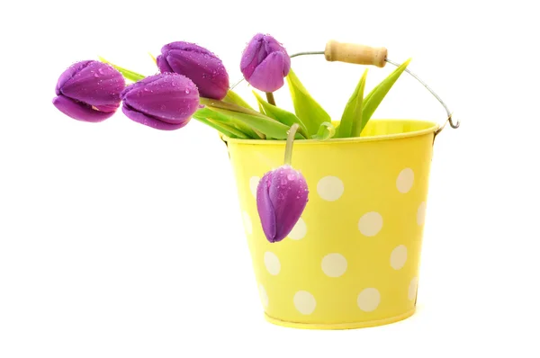 Tulipani viola bagnati — Foto Stock