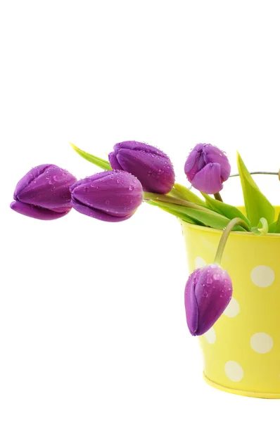 Tulipani viola bagnati — Foto Stock
