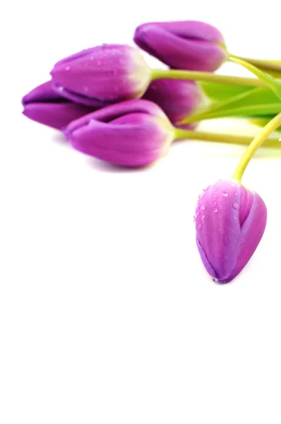 Våt lila tulpaner — Stockfoto