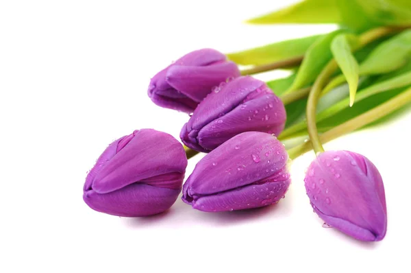Nedves lila tulipán — Stock Fotó