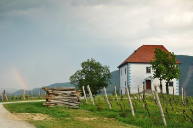 Üzüm bağları evde. ? kalce, Slovenya