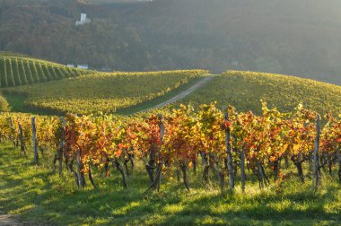 Vineyards in Autumn. Škalce, Slovenia clipart