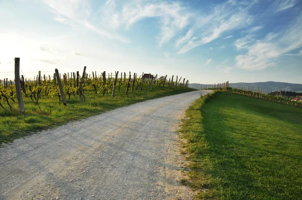 Путь рядом с виноградниками — стоковое фото