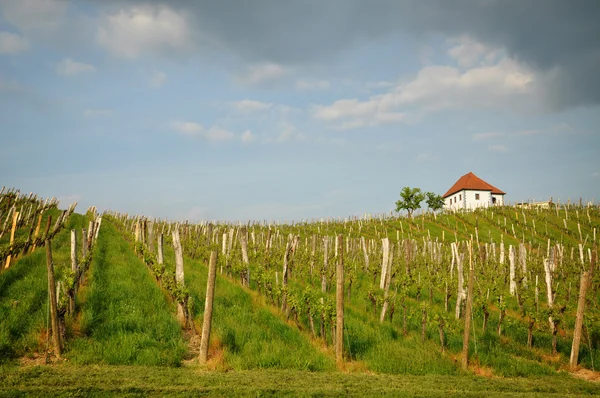 Dom w winnicach. ? kalce, Słowenia — Zdjęcie stockowe