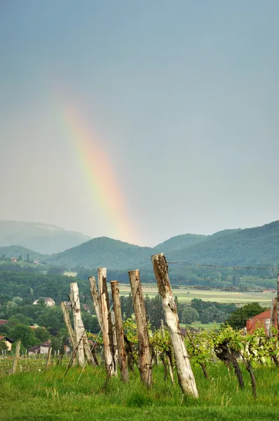 ぶどう畑の虹 — ストック写真