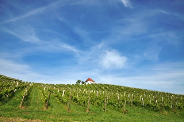 Дом в виноградниках. Индонезия, Словения — стоковое фото
