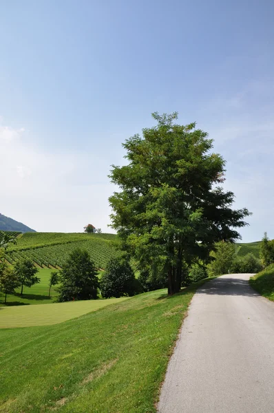 Путь рядом с виноградниками — стоковое фото
