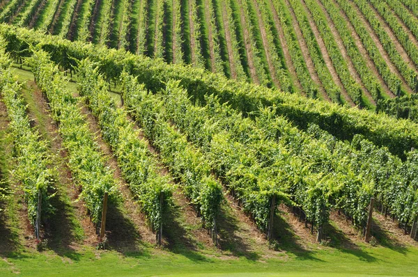 Vineyard in Summer — Stock Photo, Image