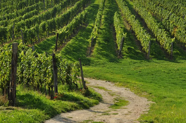 Путь в виноградники — стоковое фото