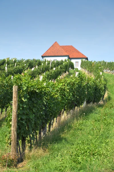 Maison à Vineyards. Xokalce, Slovénie — Photo
