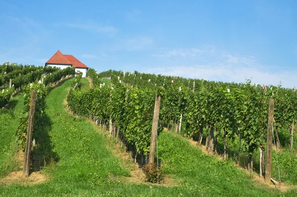 ブドウ畑の中の家。? kalce、スロベニア — ストック写真