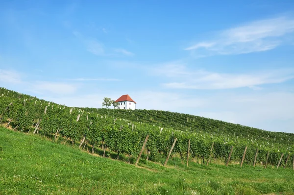 Hus i vingårdarna. ? kalce, Slovenien — Stockfoto