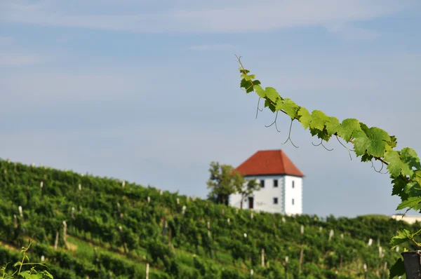 Huis in wijngaarden. ? kalce, Slovenië — Stockfoto