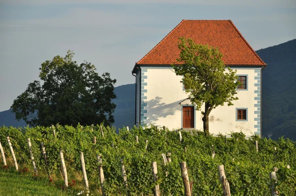 Dom w winnicach. ? kalce, Słowenia — Zdjęcie stockowe