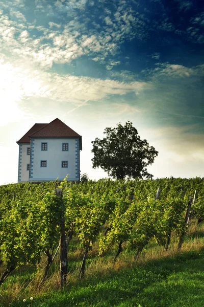 Huis in wijngaarden. ? kalce, Slovenië — Stockfoto