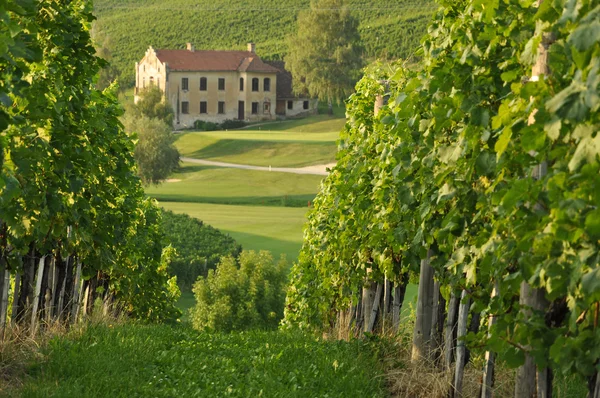 Dům v vinice. ? kalce, Slovinsko — Stock fotografie