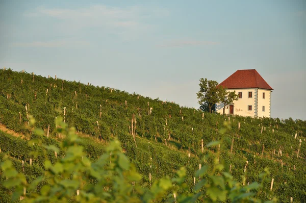 ブドウ畑の中の家。? kalce、スロベニア — ストック写真