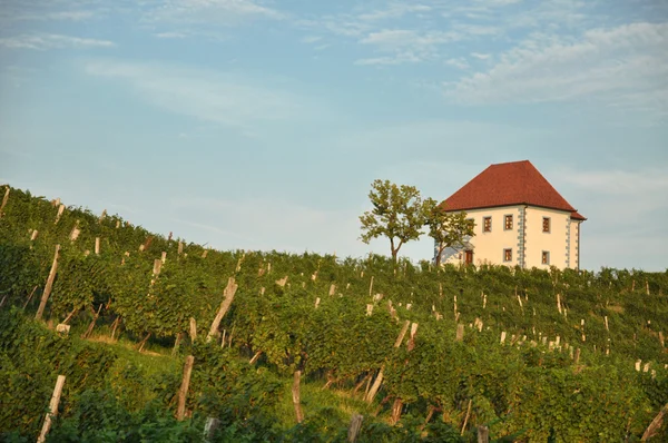 House in Vineyards. Škalce, Slovenia — Stock Photo, Image