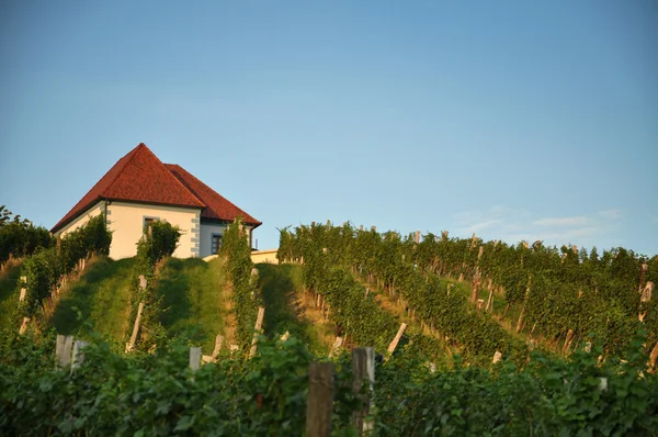Casa a Vineyards. Ligukalce, Slovenia — Foto Stock