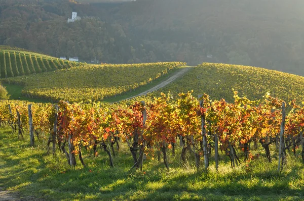 Winnice w jesieni. ? kalce, Słowenia — Zdjęcie stockowe