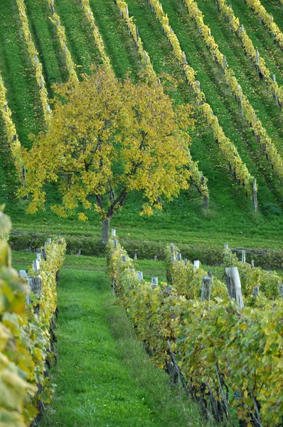 Bomen in wijngaard — Stockfoto