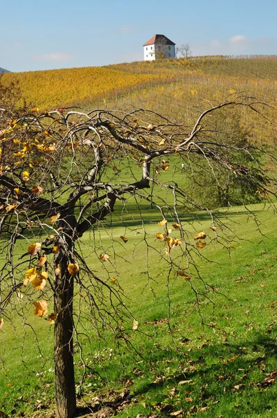 Vignobles en automne. Xokalce, Slovénie — Photo