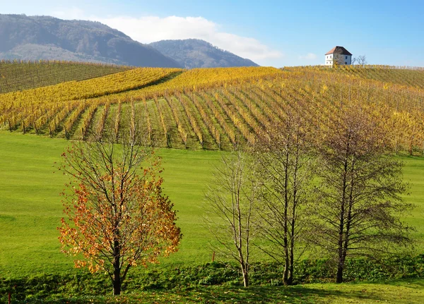 Weinberge im Herbst. škalce, Slowenien — Stockfoto