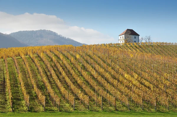 Wijngaarden in de herfst. ? kalce, Slovenië — Stockfoto