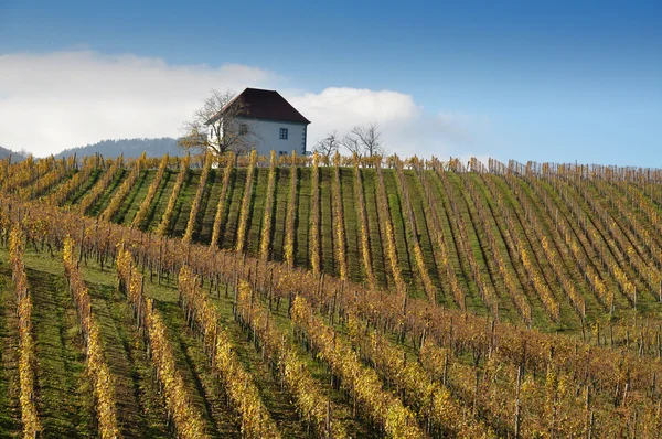 Wijngaarden in de herfst. ? kalce, Slovenië — Stockfoto